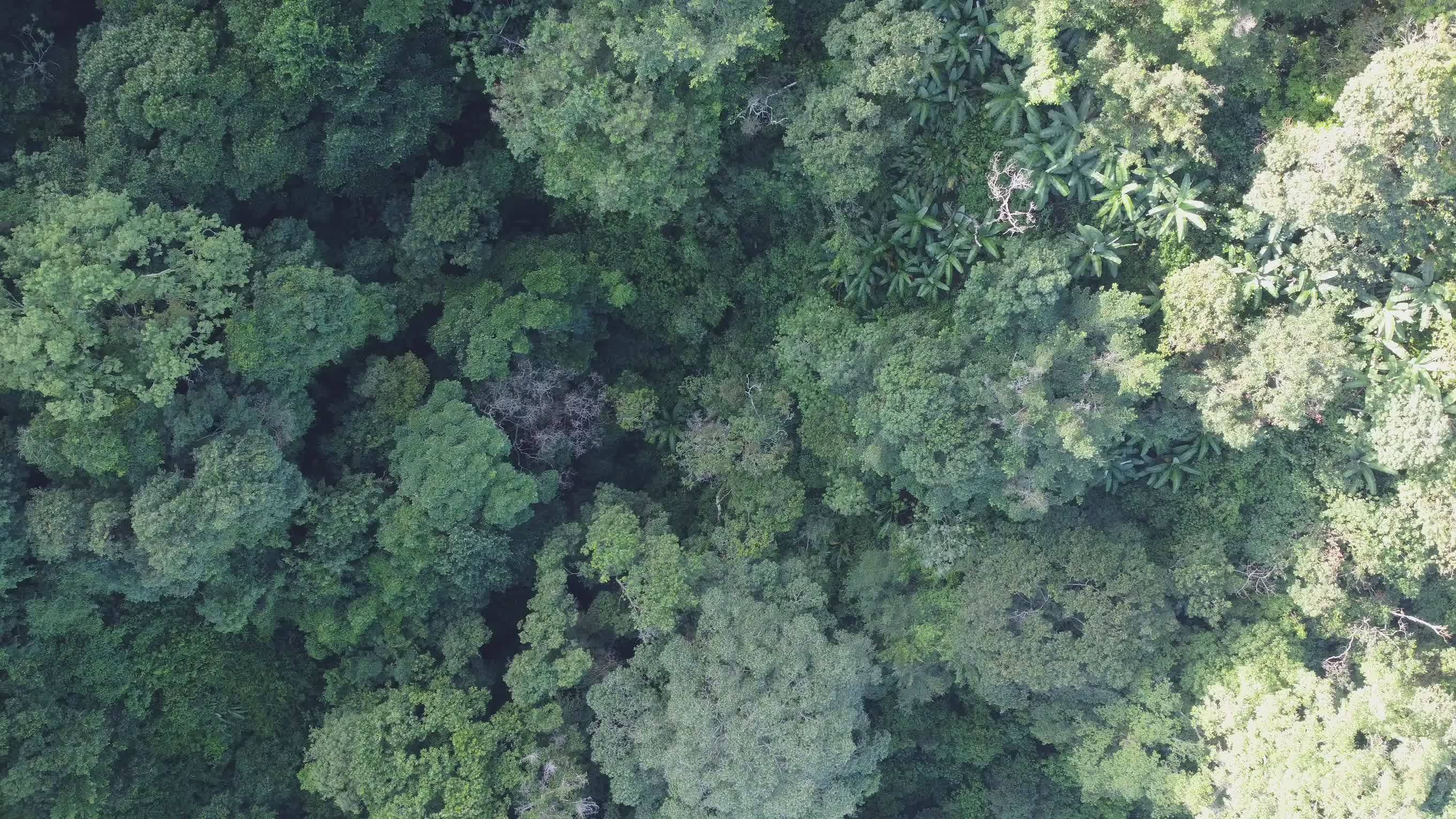 Aerial View of Lush Tropical Rainforest Canopy Free Stock Video Footage ...