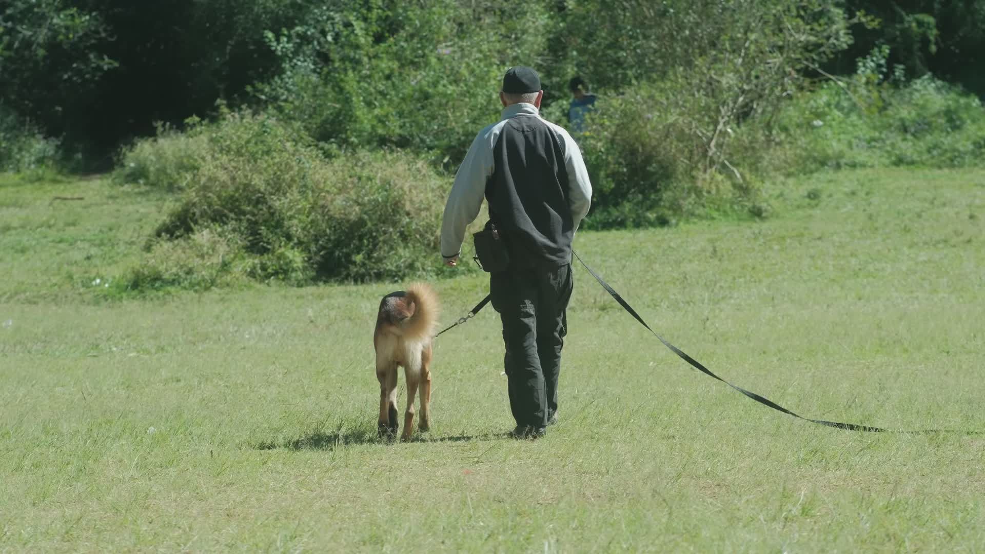 Dog Trainer video