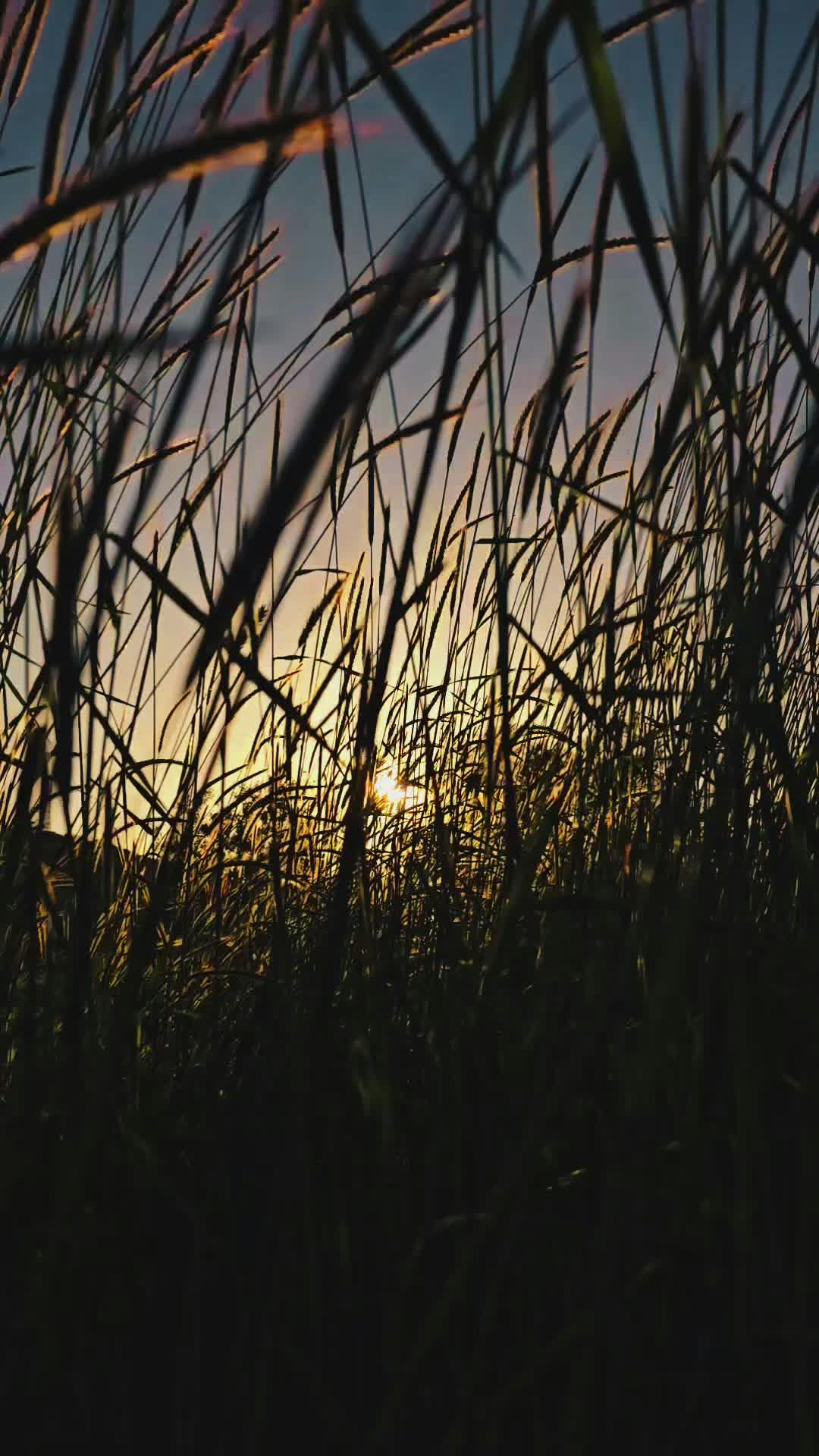 Video by Hanifi Sarıkaya