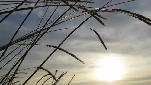 Clinging Seeds Of A Wild Grass