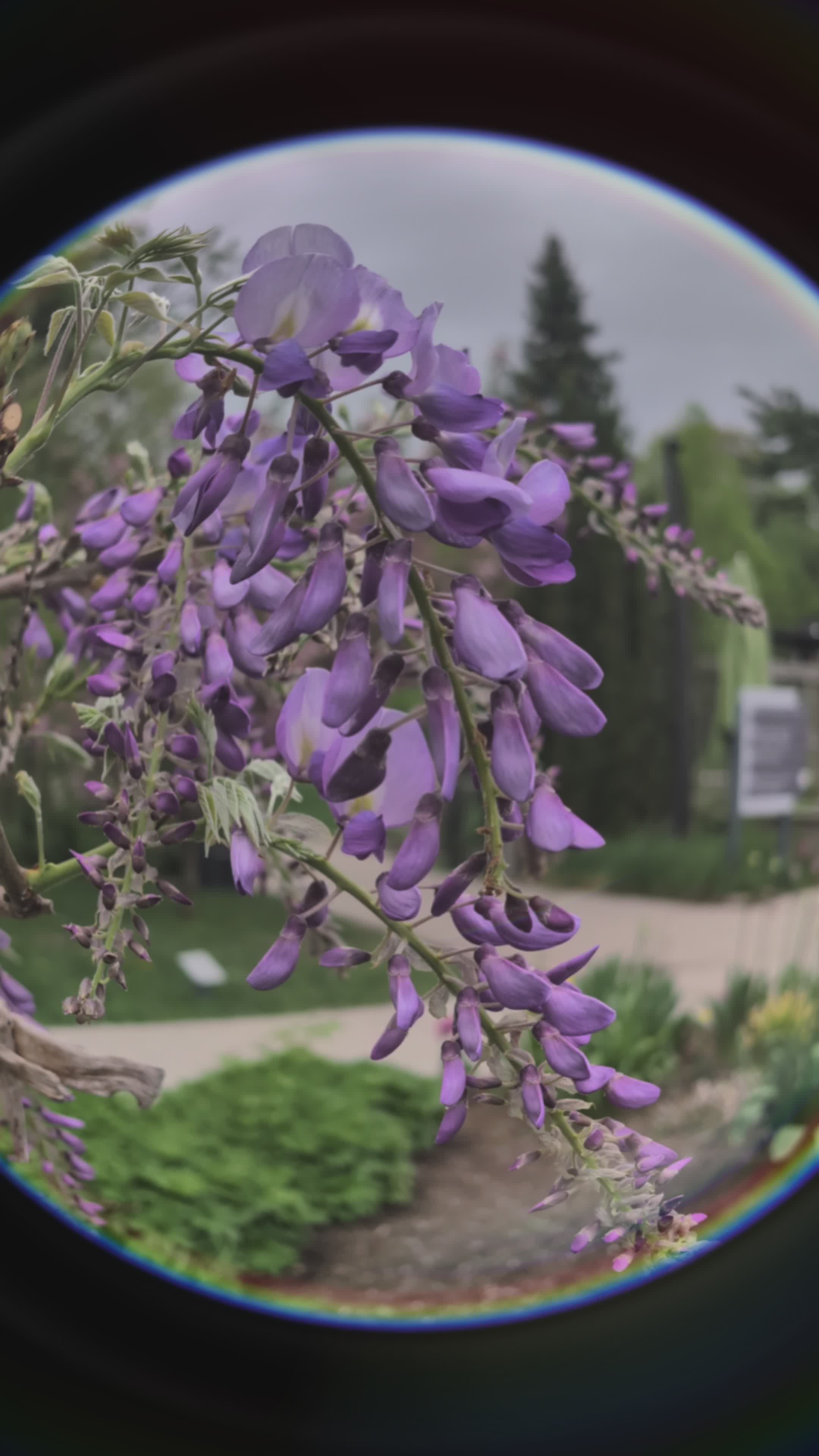 Violet Finch Videos, Download The BEST Free 4k Stock Video Footage ...