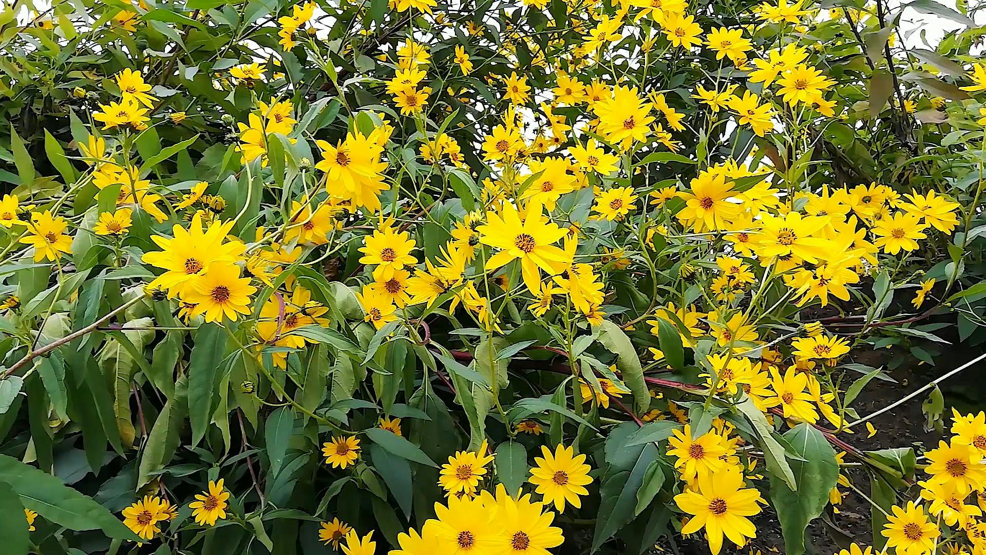 Flower Bearing Plants In Full Bloom · Free Stock Video