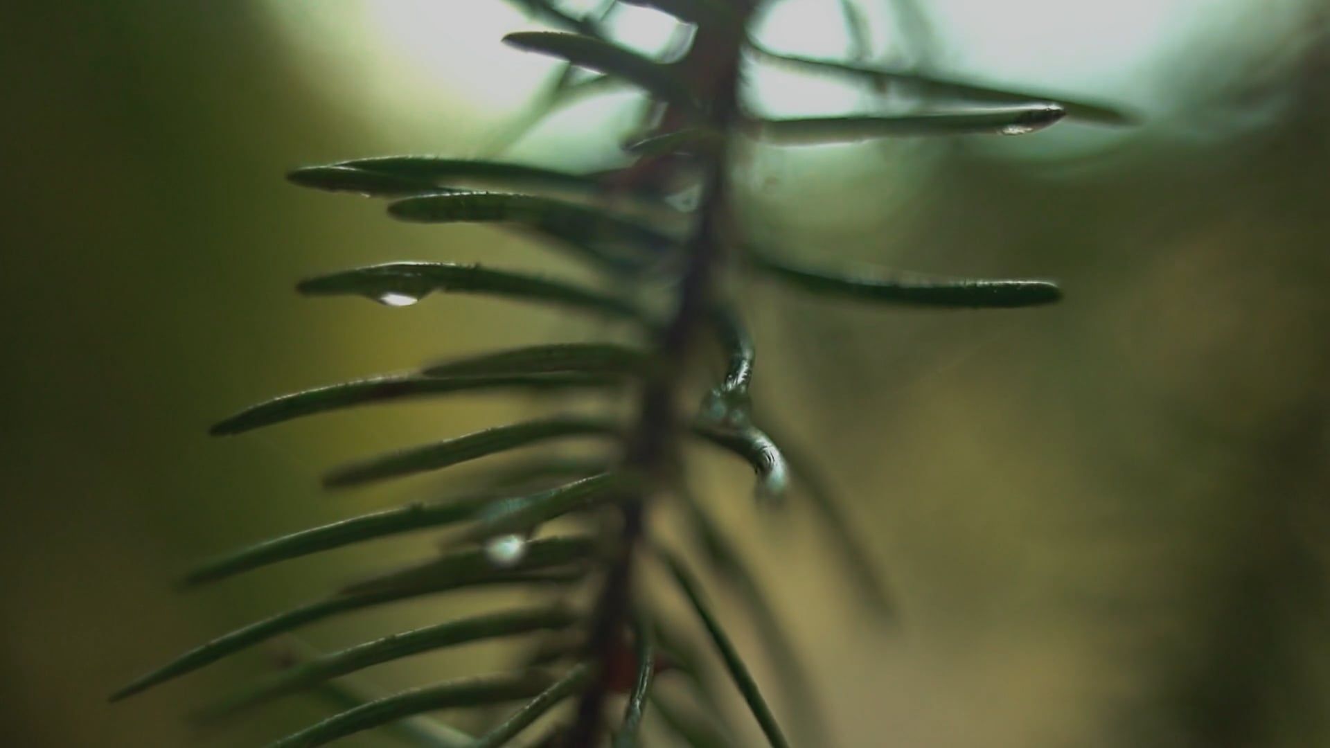Video by Chris Gonzalez