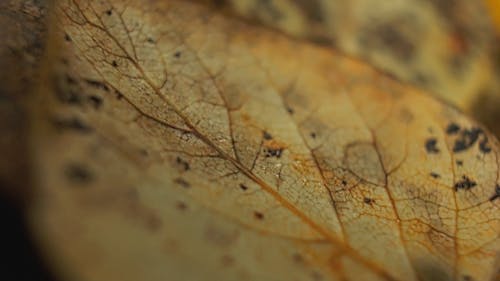 Fungus Growing On A Dead Leaf