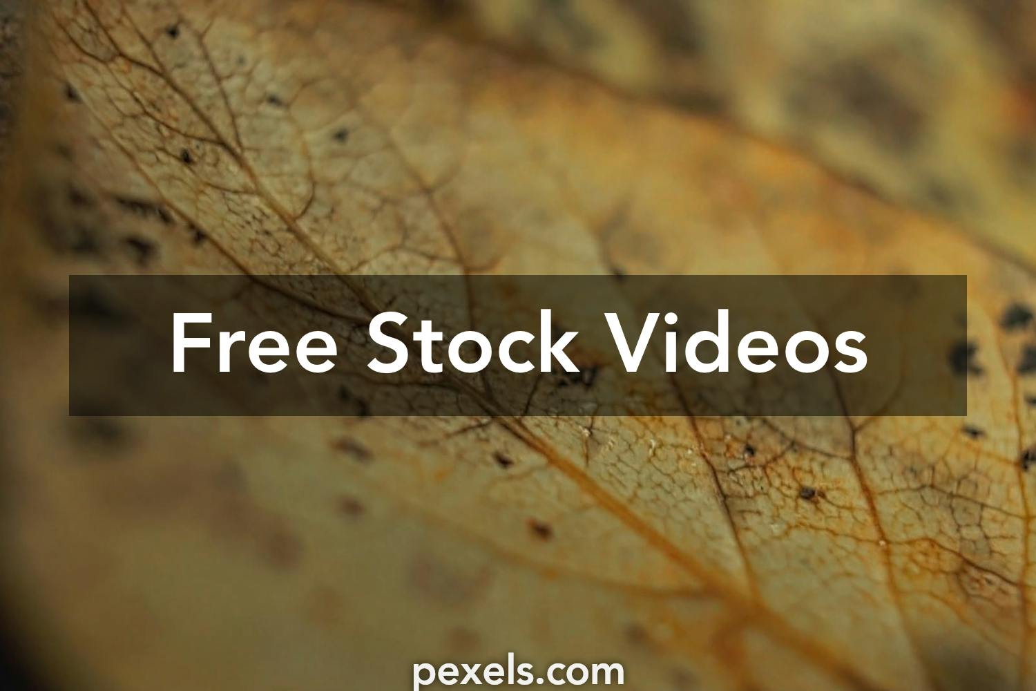 Great Decay Videos Pexels · Free Stock Videos