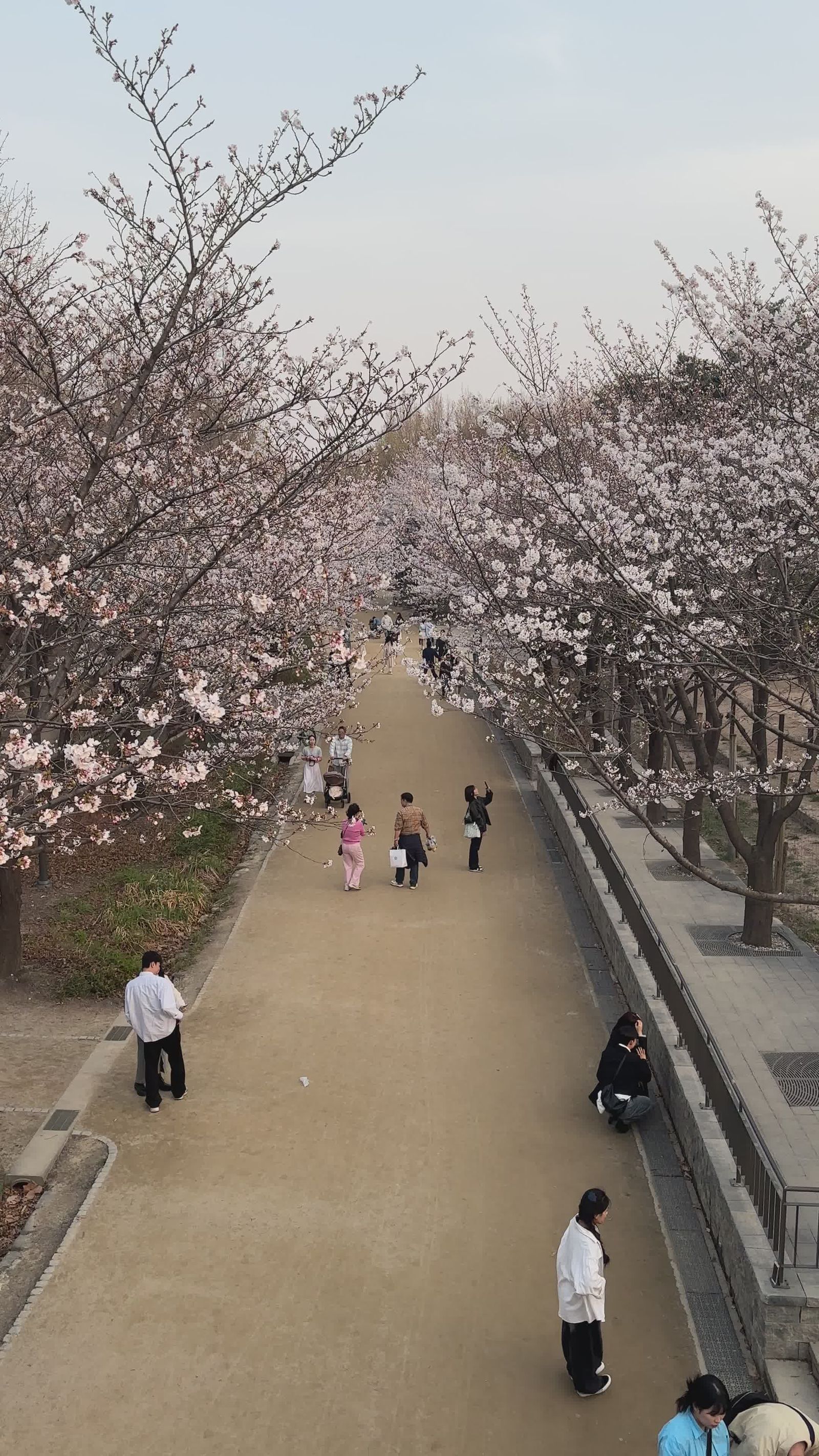 Springtime Cherry Blossom Walkway Free Stock Video Footage, Royalty ...