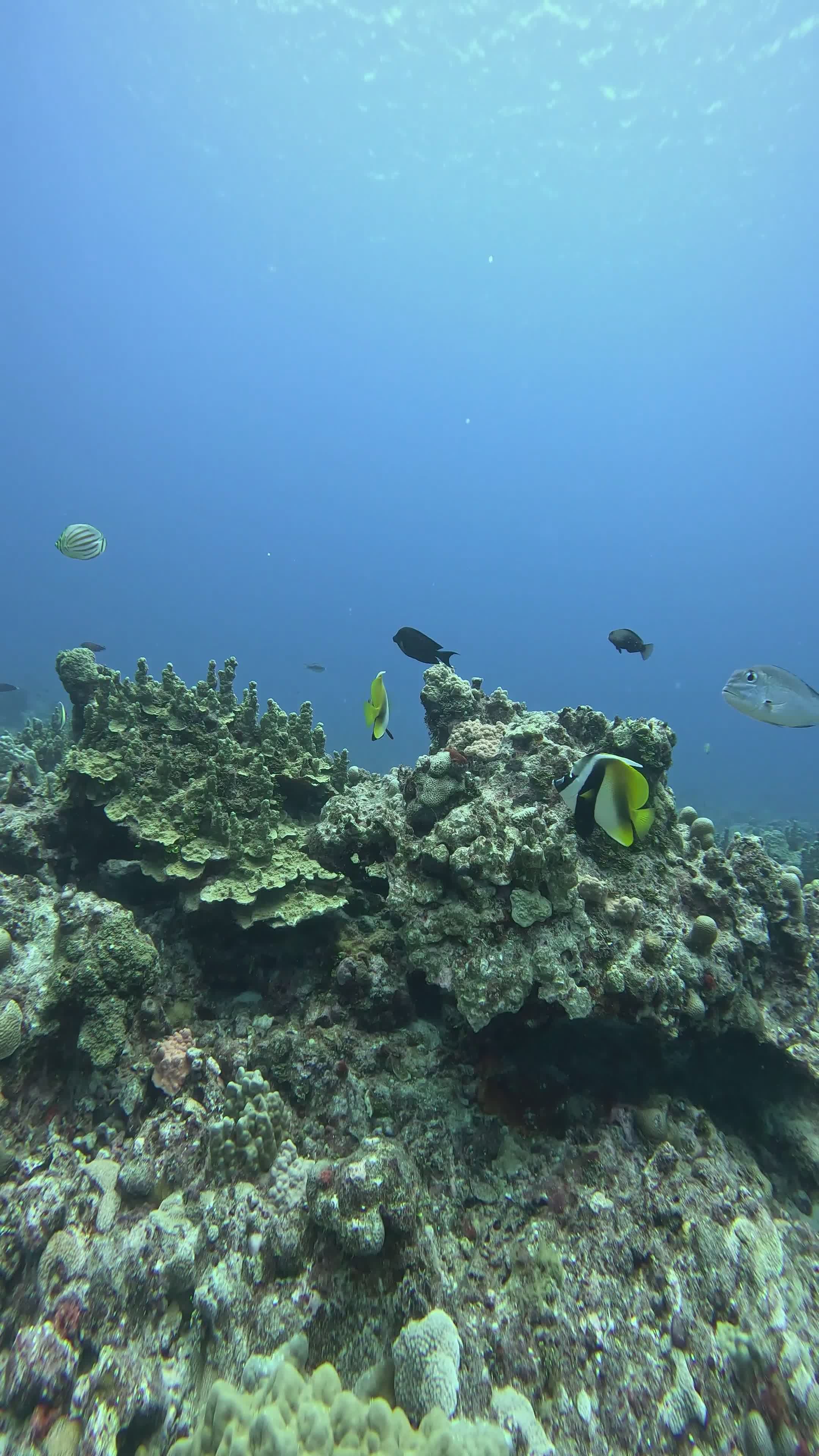 vibrant tropical fish swimming over coral reef 32263227 — free pexels stock footage