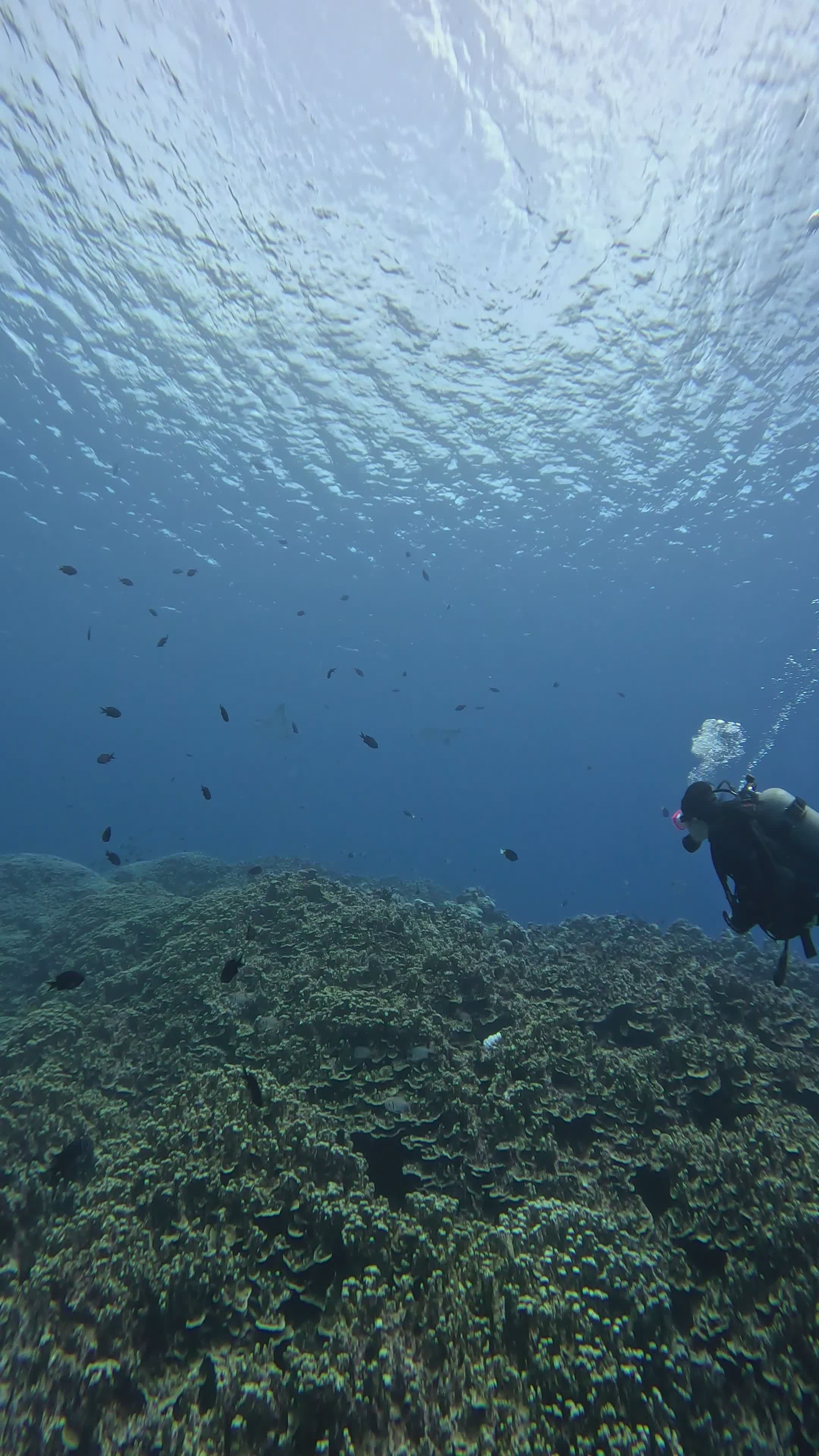 Scuba Diver Exploring Vibrant Coral Reef Free Stock Video Footage ...