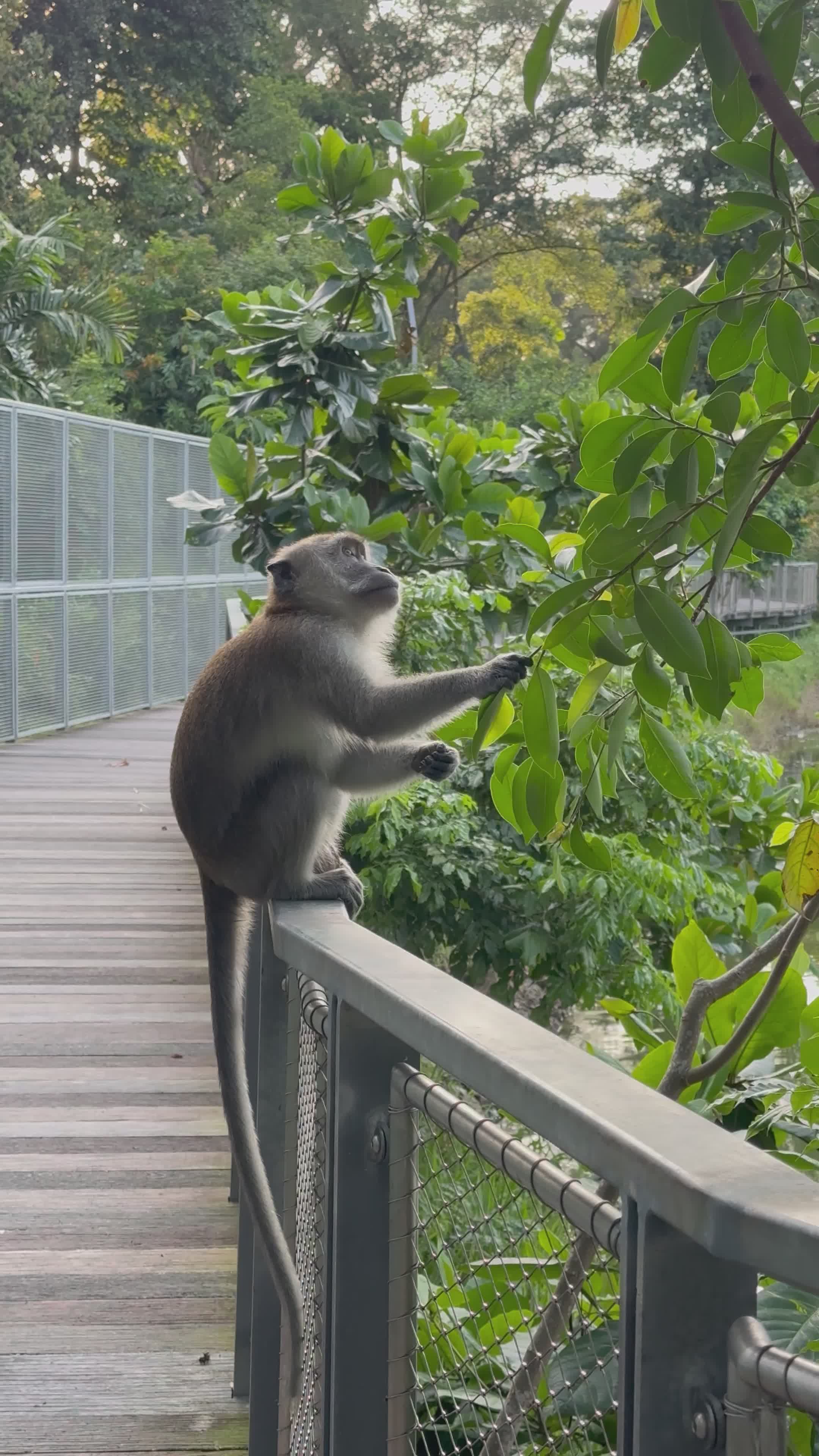 Playful Monkey Exploring on Wooden Walkway Free Stock Video Footage ...