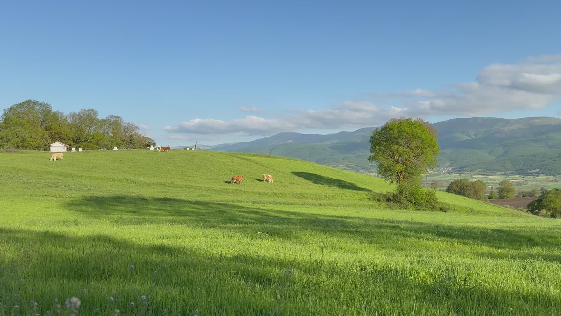 Video by Polat Eyyüp Albayrak