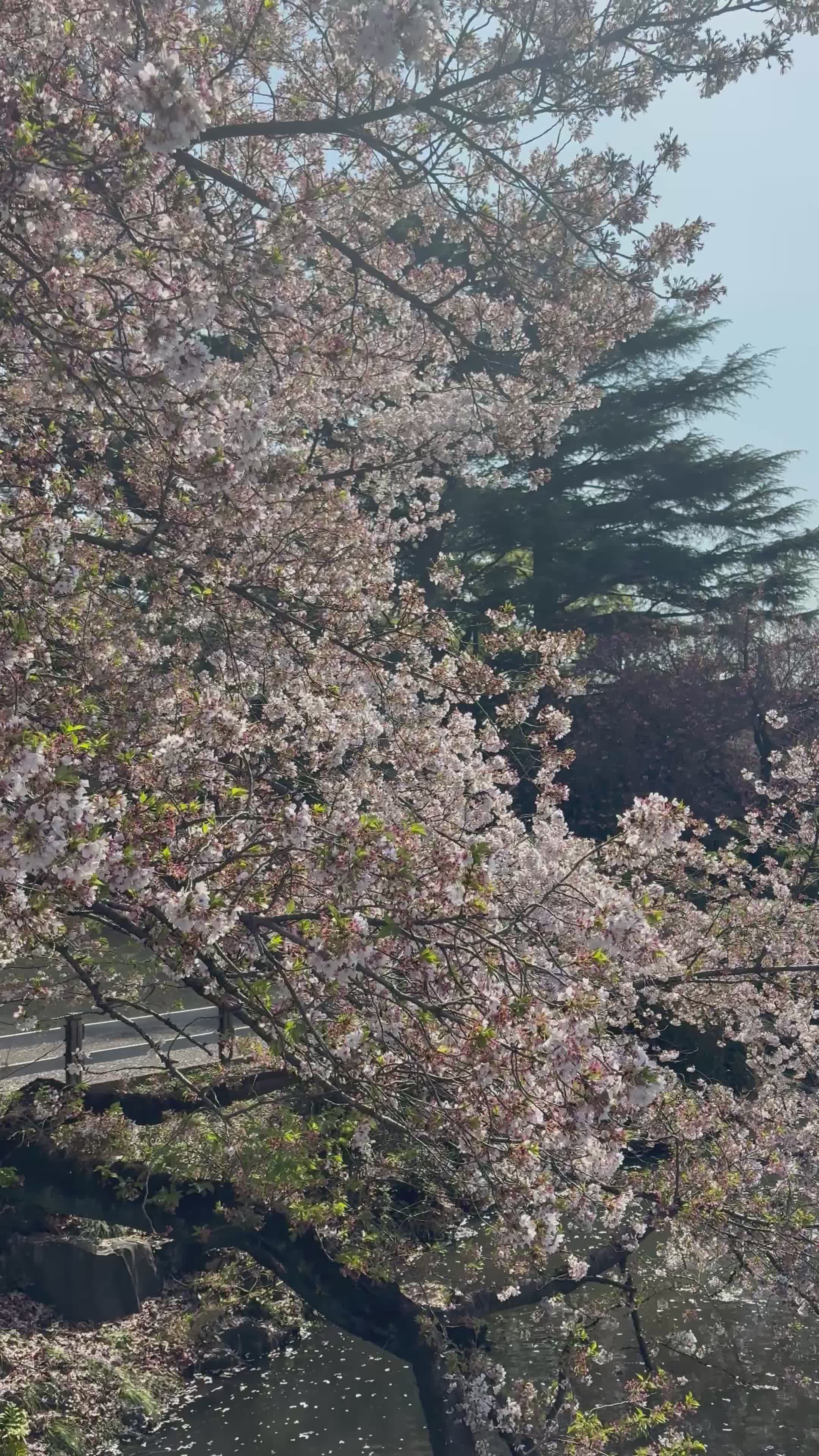 Animated Wallpaper Cherry Blossom Videos Download The Best Free 4k