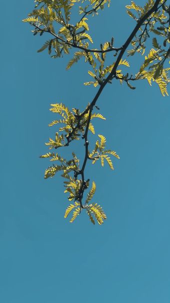 春风视频素材