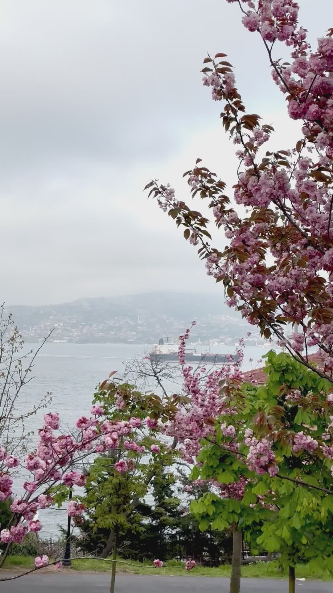 Serene Cherry Blossoms by Misty Lake Free Stock Video Footage, Royalty ...
