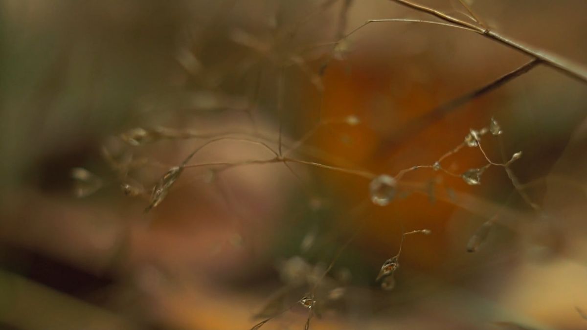Compilation Videos Of Different Kind Of Insects Activities Free Stock ...