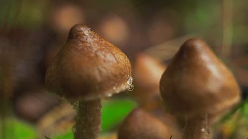 Close-up View Of Growing Mushrooms