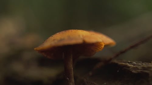 Brown Wild Mushroom Growing In The Ground Soil