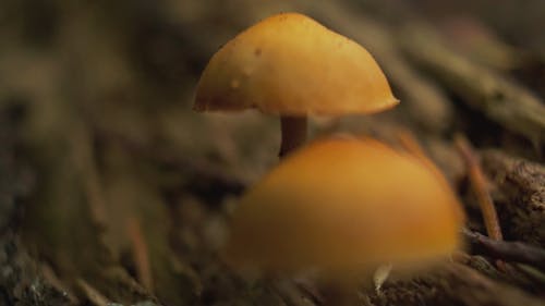 Close Up Footage Of A Mushroom
