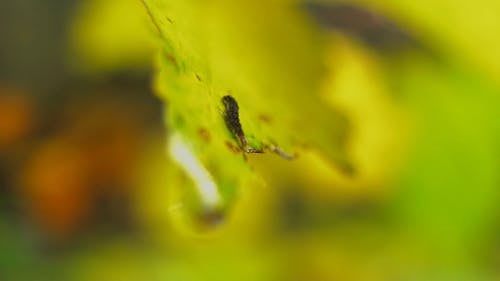 A Worm Crawling In A Leaf