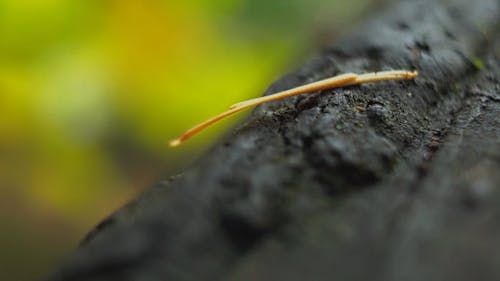 Wet Surface Of A Fallen Tree Trunk