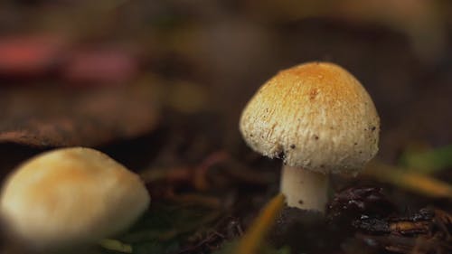 Close-up View Of Mushrooms