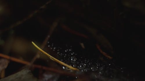 Close-up Look of a Forest Floor