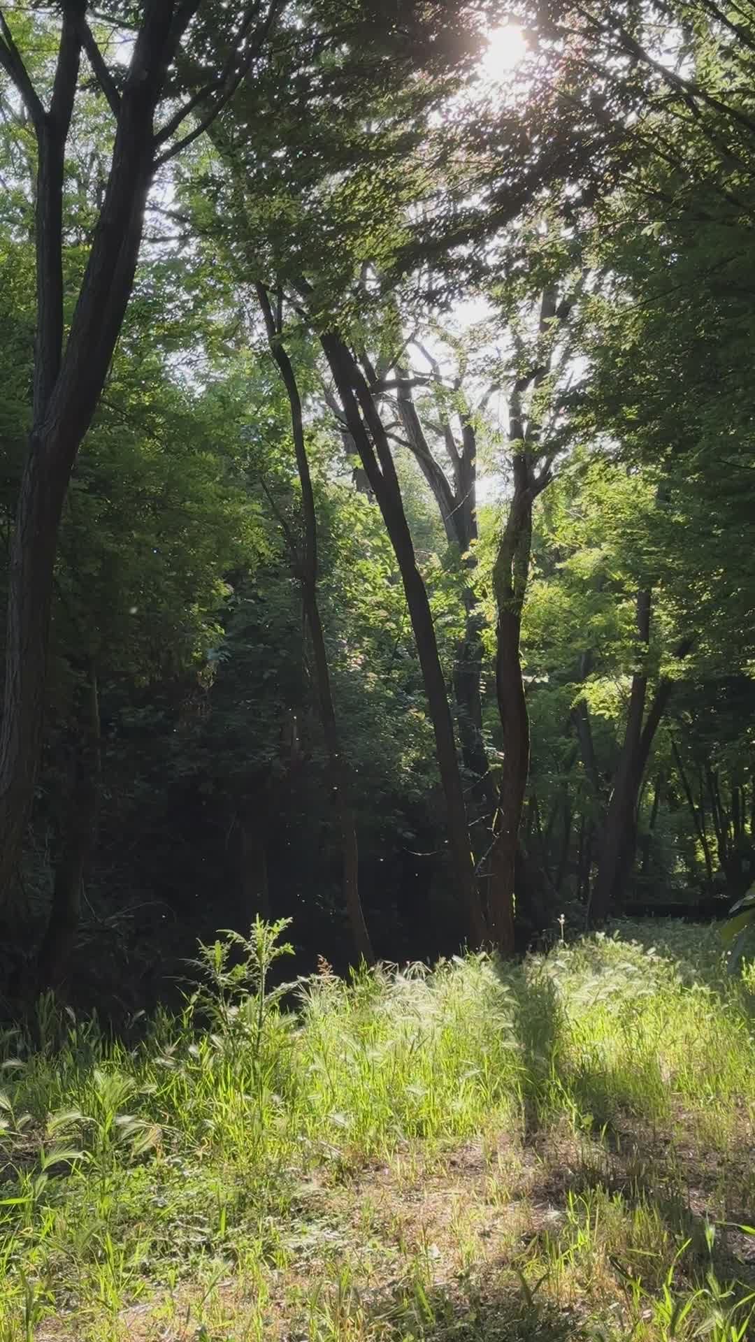 Video by Earth Photart