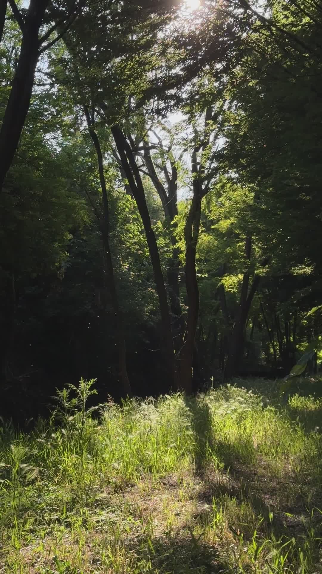 sunlit forest pathway with lush greenery 32295659