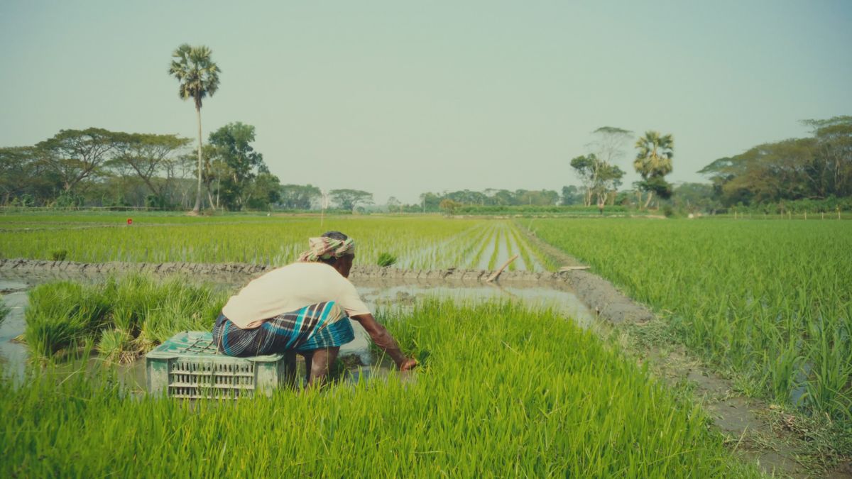 Traditional Rice Cultivation in Rural Bangladesh Free Stock Video ...