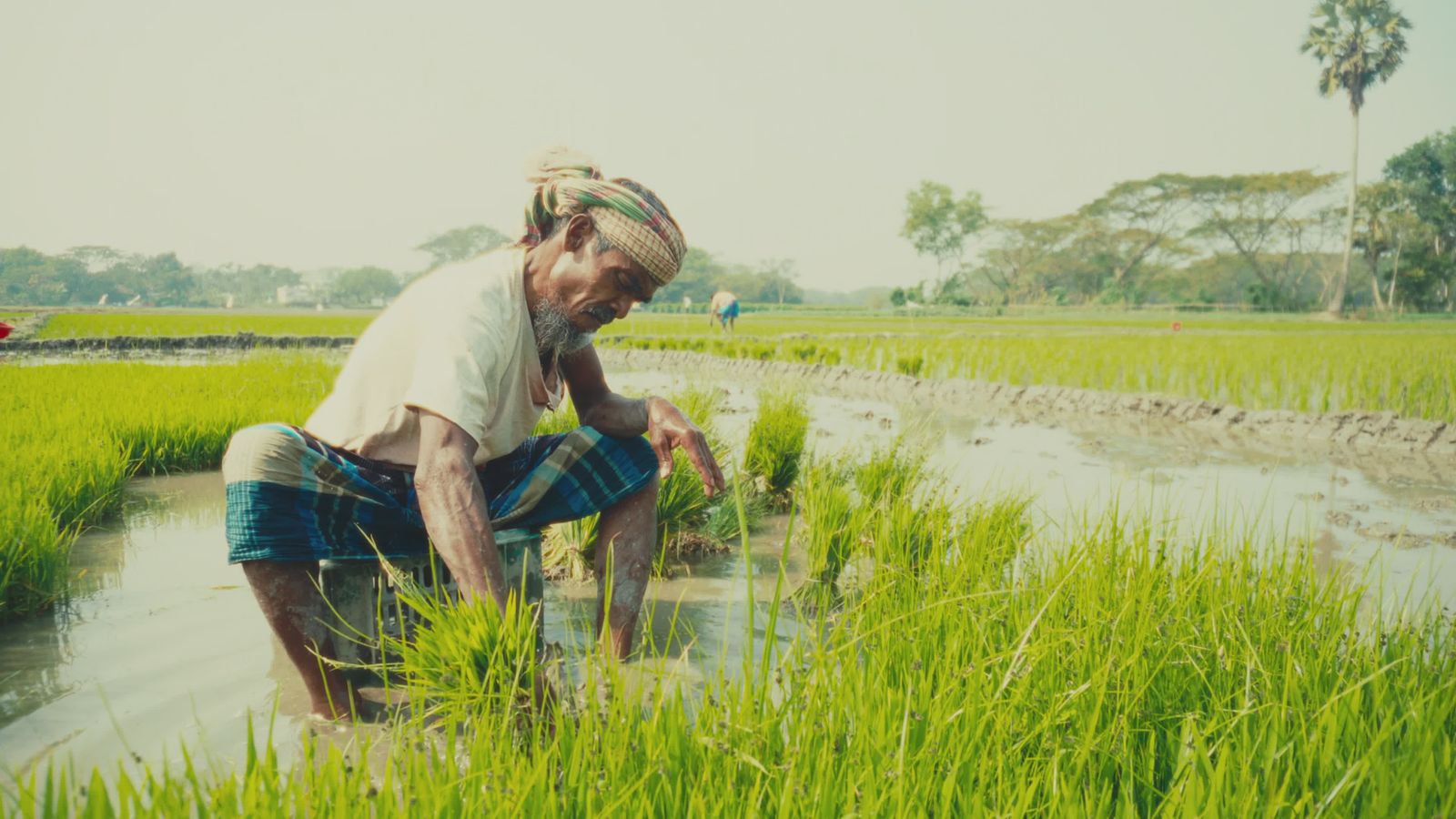 Bd Rice Traditional Rice Farming in Rural Bangladesh Free Stock Video Footage ...