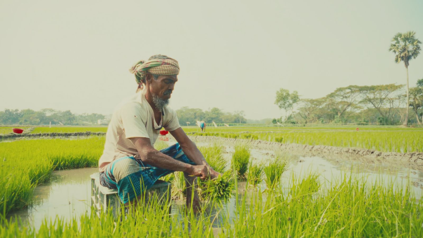 Bd Rice Traditional Rice Farming in Rural Bangladesh Free Stock Video Footage ...