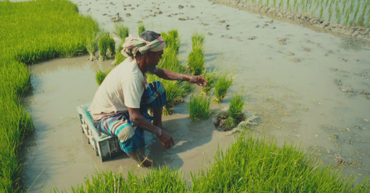 Traditional Rice Planting in Rural Paddy Field Free Stock Video Footage ...