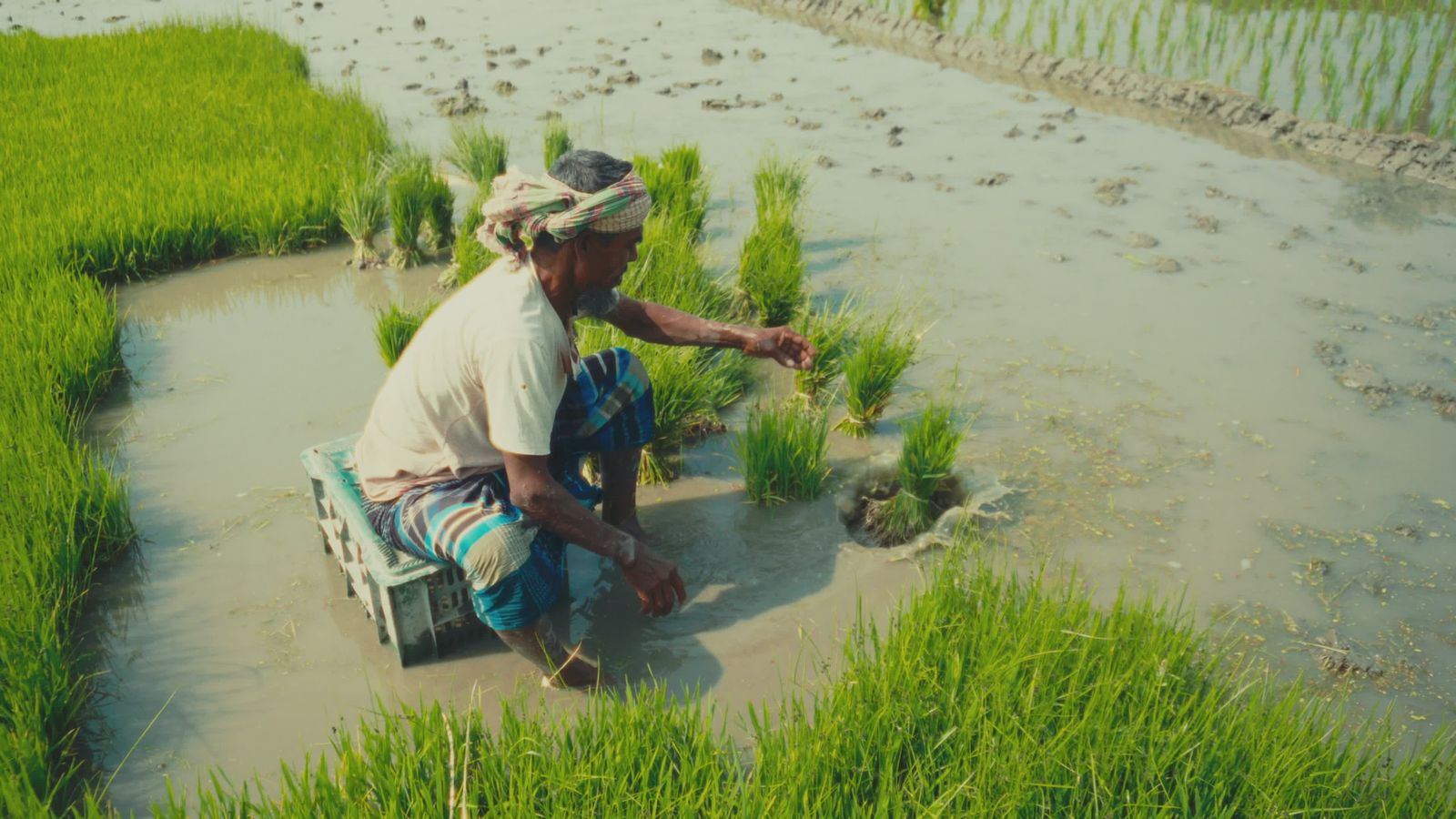 Bd Rice Traditional Rice Farming in Rural Bangladesh Free Stock Video Footage ...