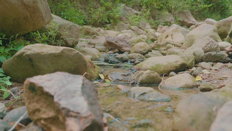 A Drone Footage of a River Streaming Between Trees at the Forest Free ...