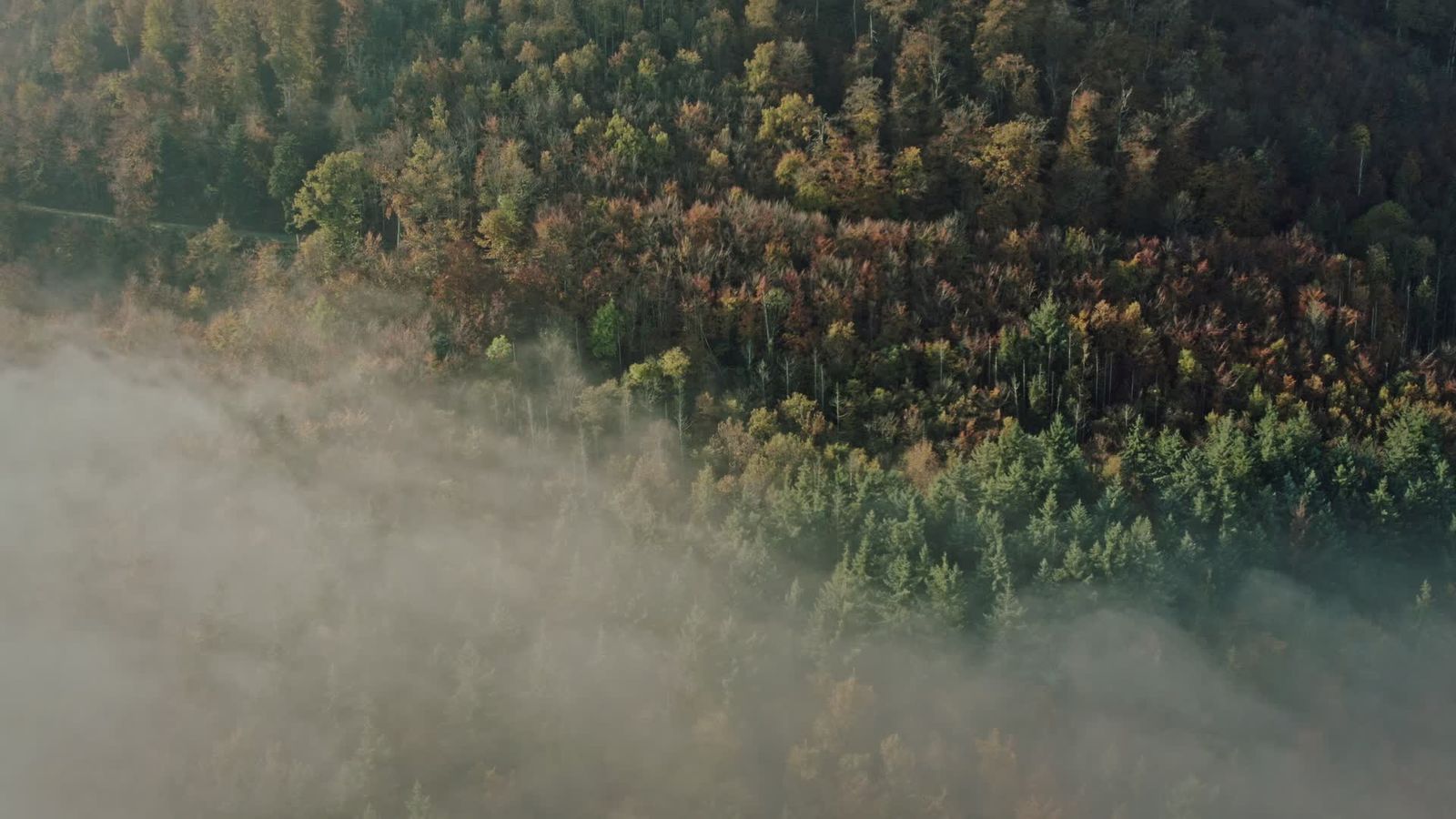 Aerial View of Misty Forest at Dawn Free Stock Video Footage, Royalty ...