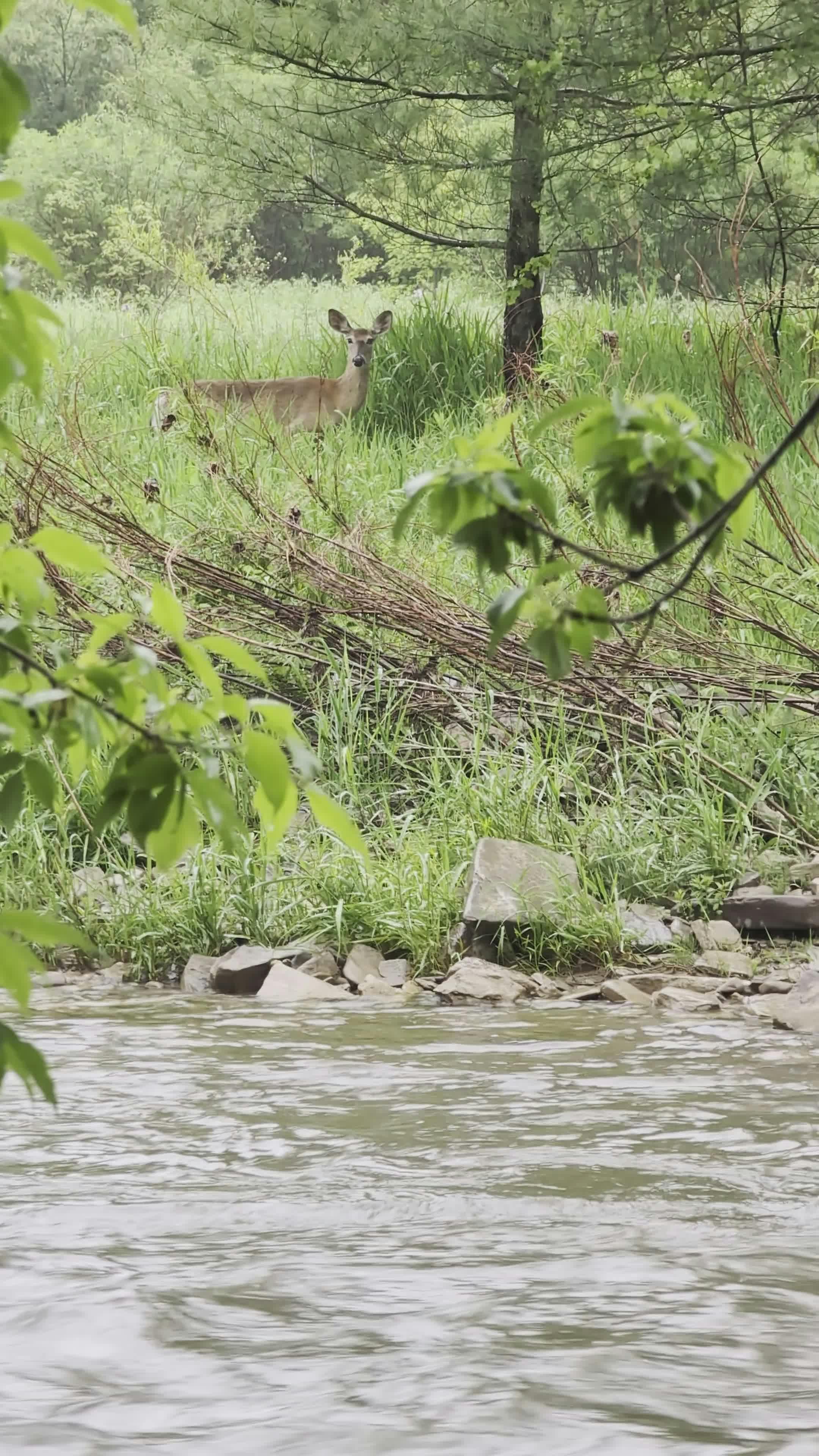 Krishana Photos Videos, Download The BEST Free 4k Stock Video Footage & Krishana Photos HD Video