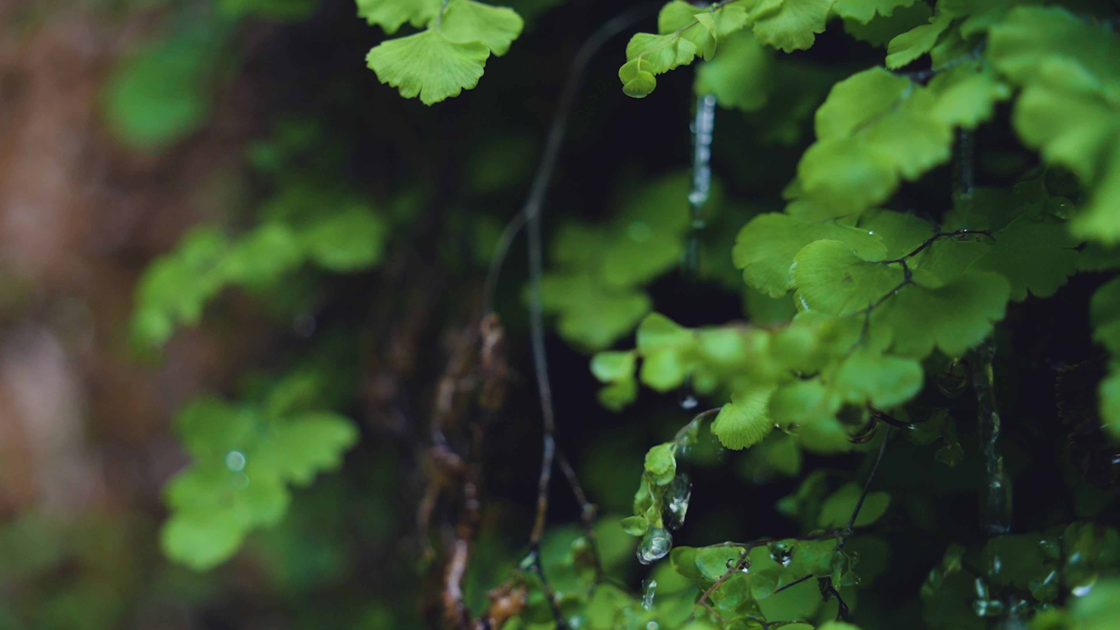 Video by Alex Moliski