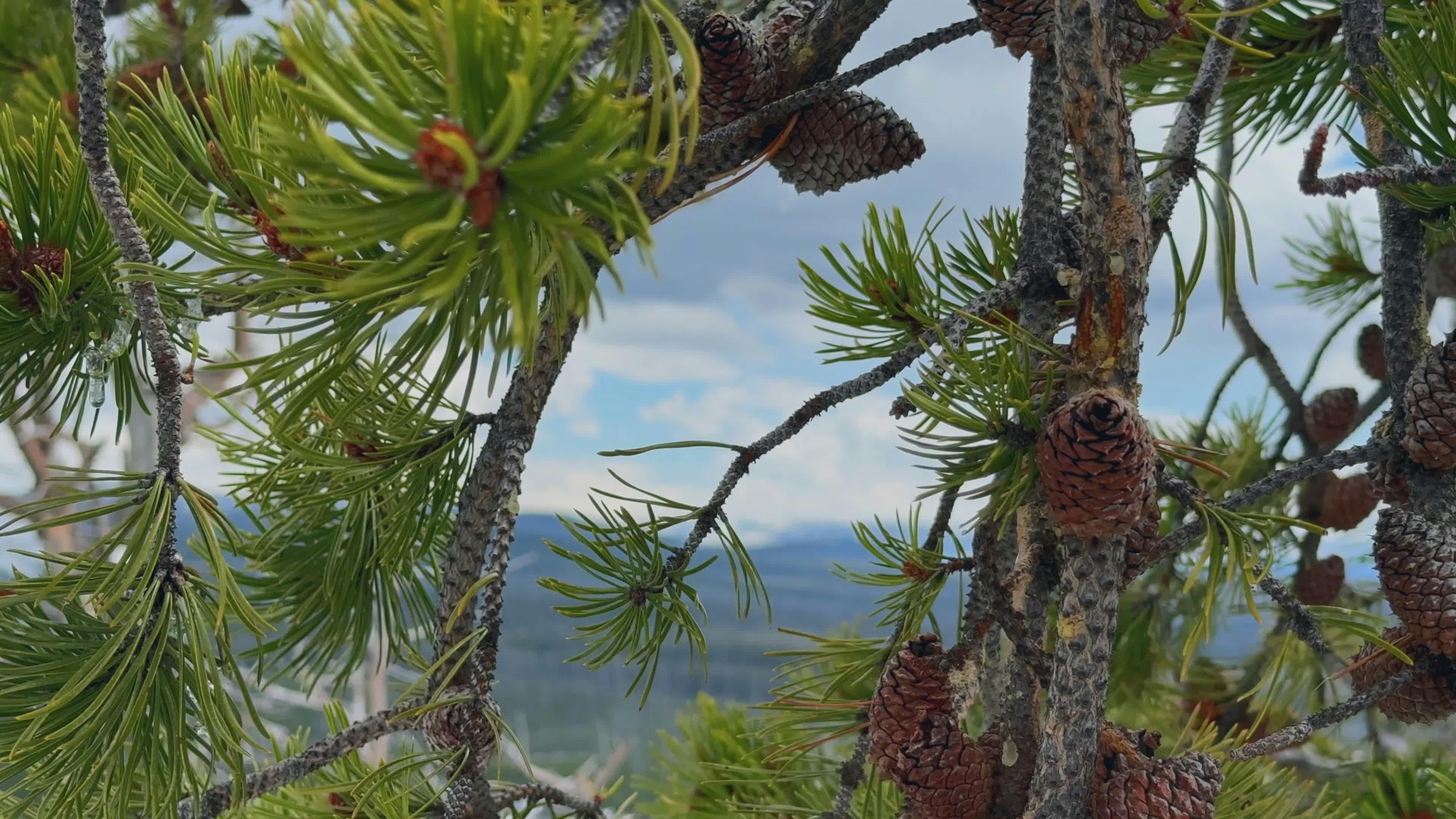 serene pine forest with mountain view 32320831