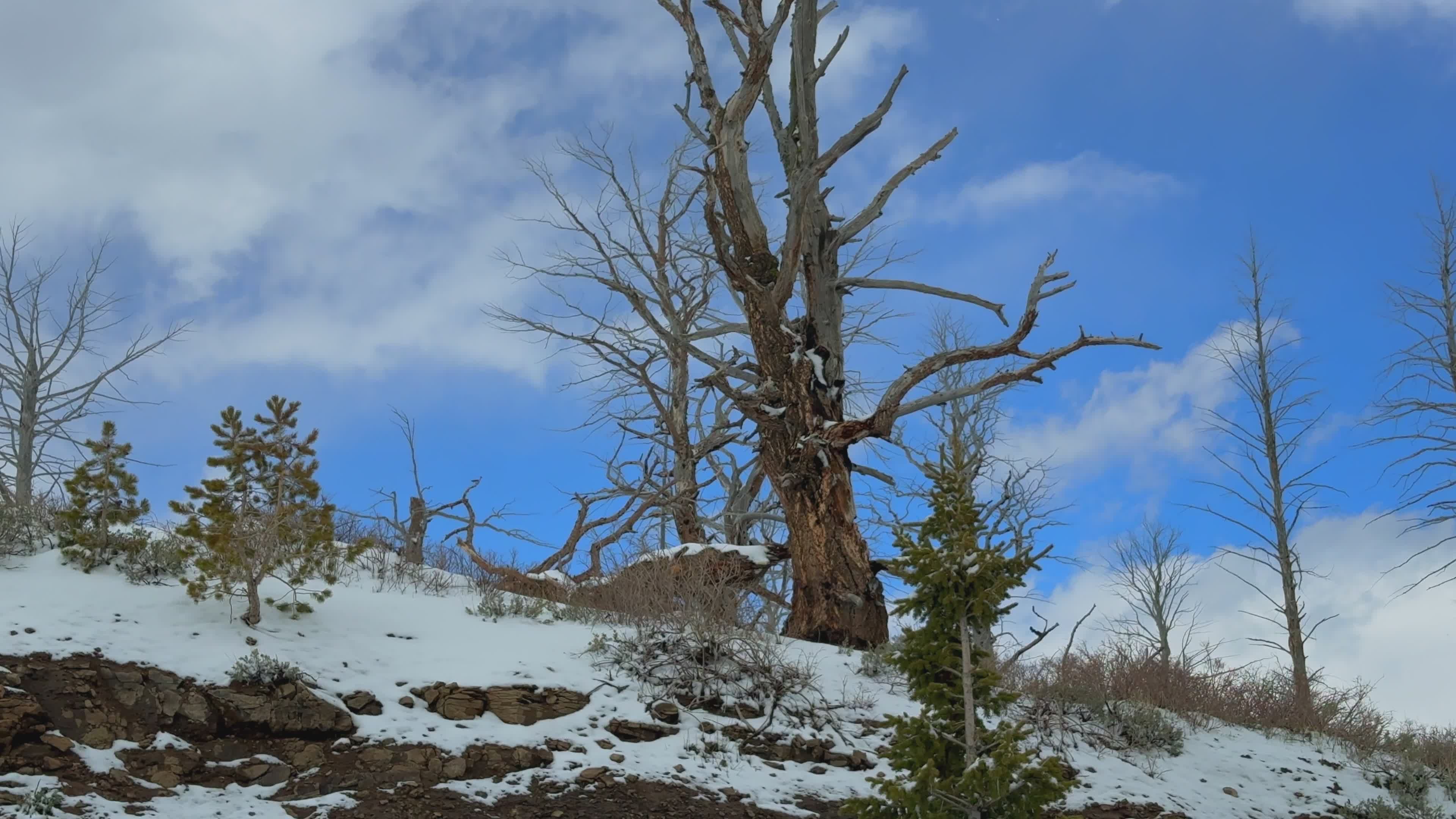 Snow-Covered Rocky Landscape with Bare Trees Free Stock Video Footage ...