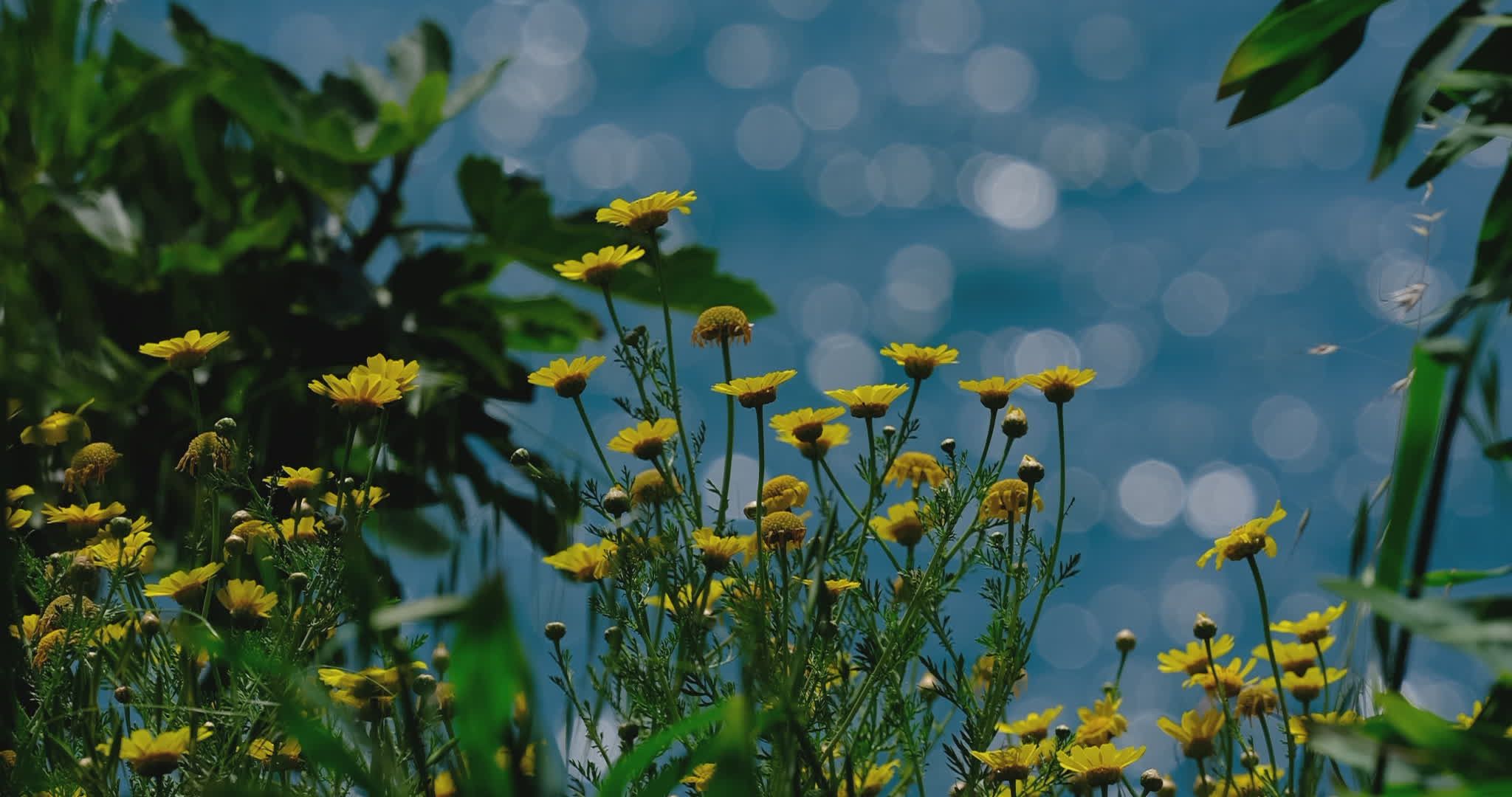 yellow wildflowers by a sparkling lake in spring 32320862