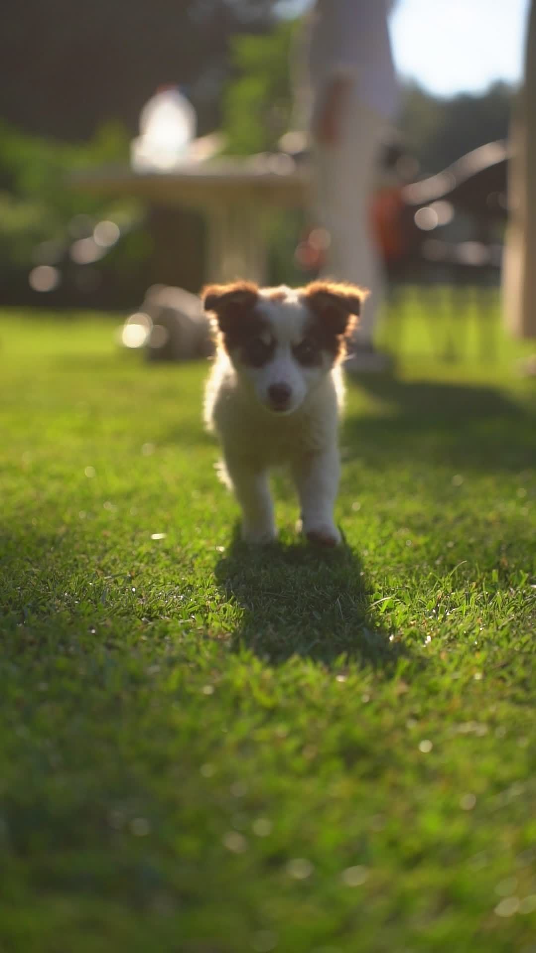 your daily dose of cute 🐾
🎥 Orhan Pergel · Pexels
#pets #dogs #cats #cute #animals