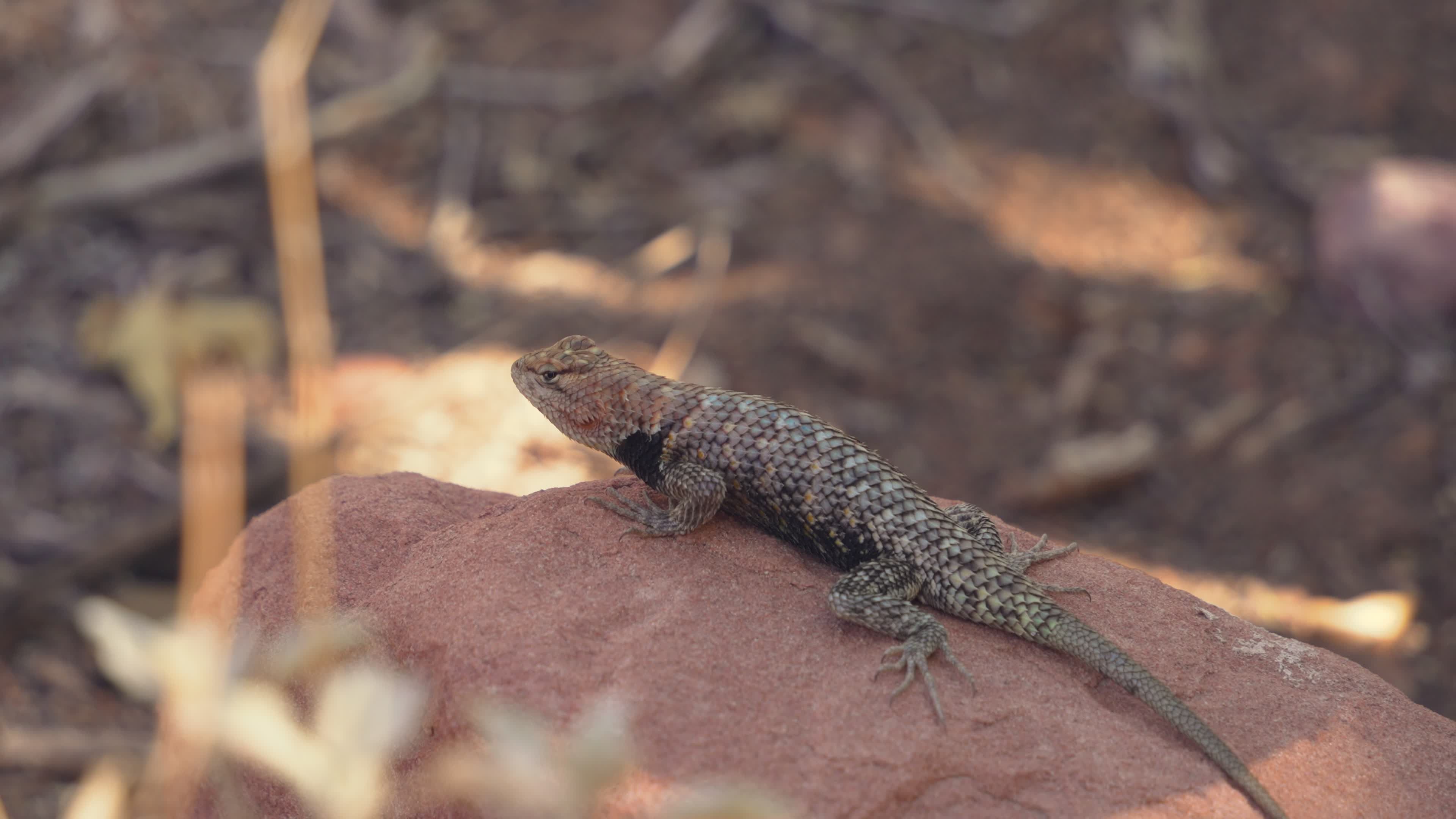 Lizard Basking on Rock in Grand Canyon Free Stock Video Footage ...
