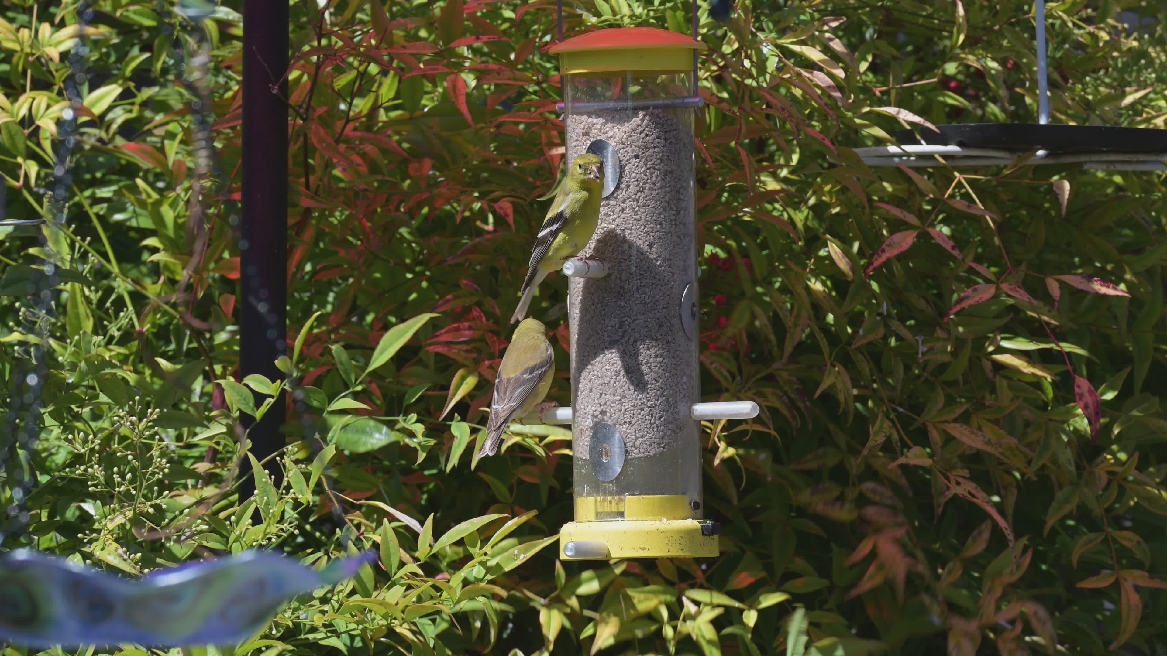 Fellow Finches Videos, Download The BEST Free 4k Stock Video Footage ...