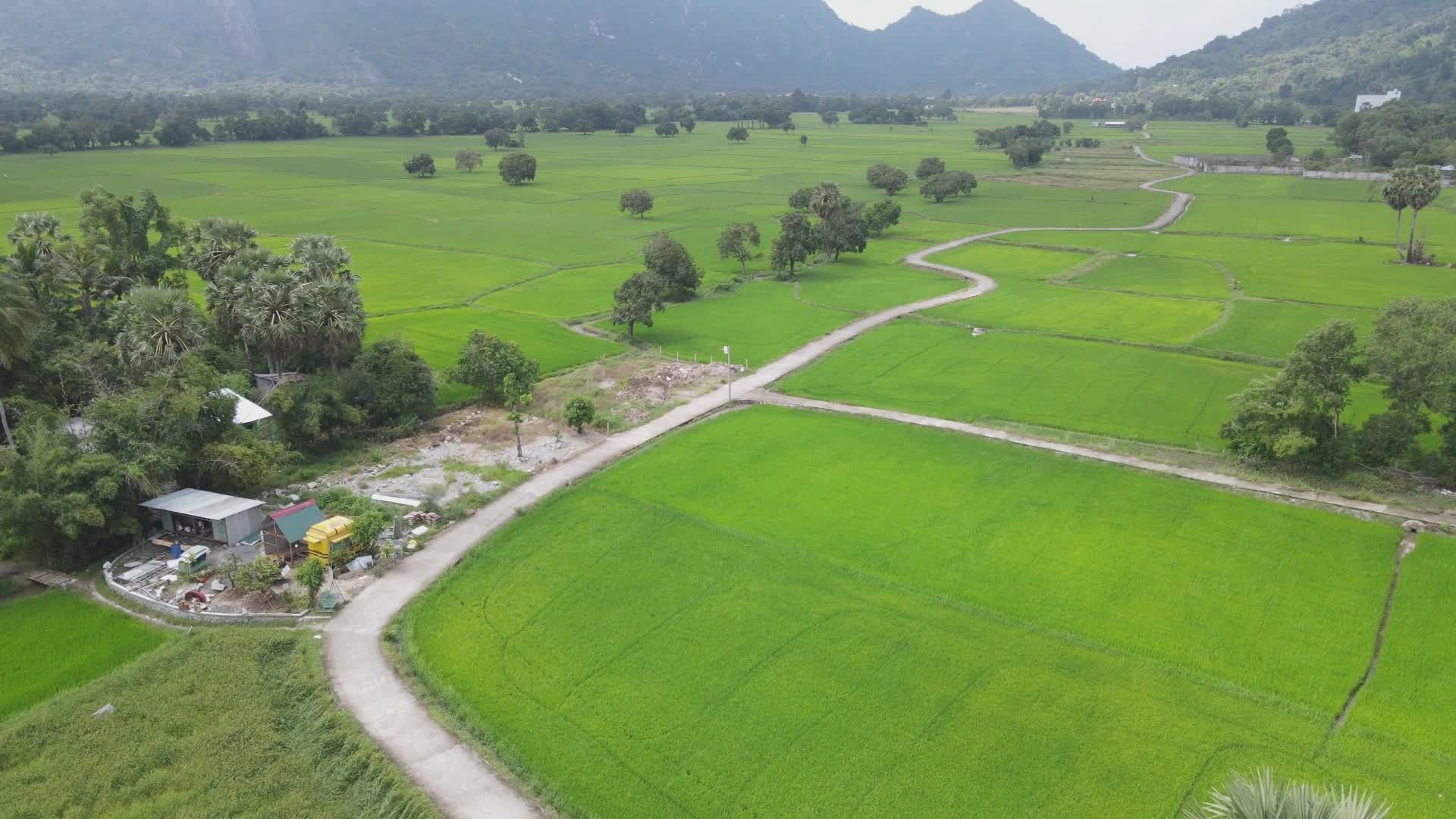 Aerial View of Lush Green Rice Fields in Countryside Free Stock Video ...