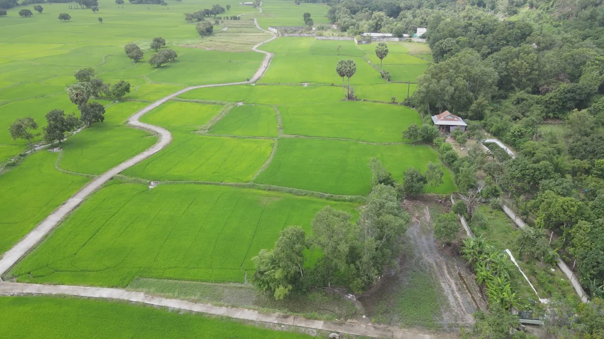 Aerial View of Lush Green Rice Fields Free Stock Video Footage, Royalty ...