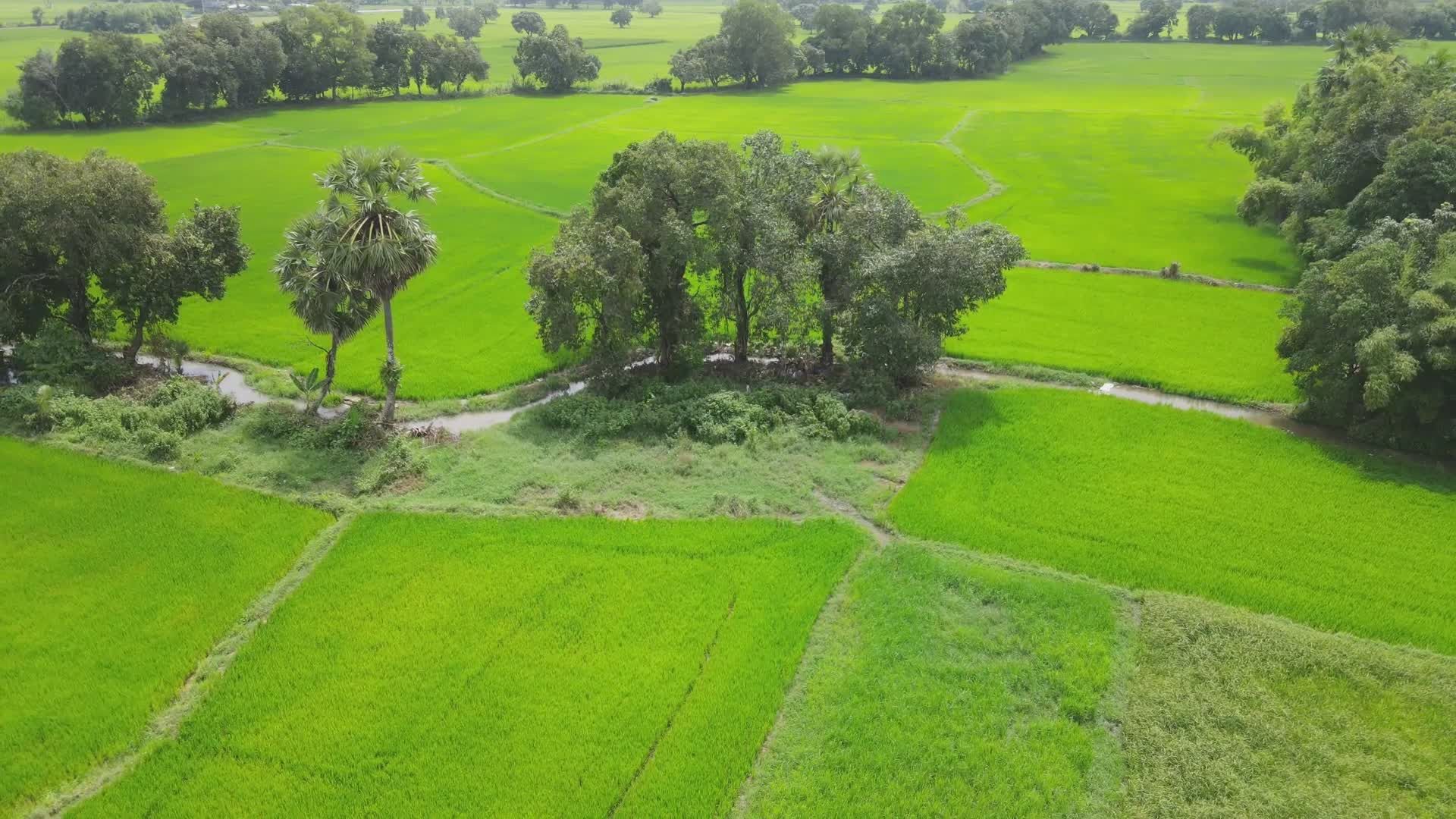 Aerial View of Lush Green Rice Fields Free Stock Video Footage, Royalty ...