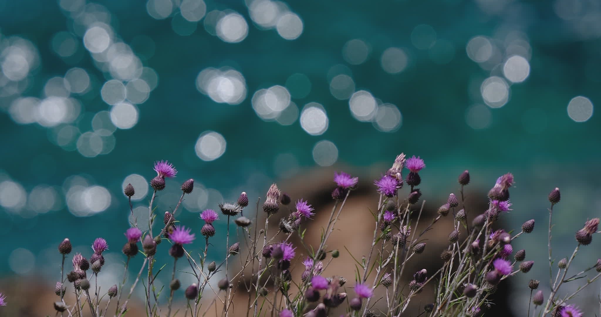 Video by Engin Akyurt