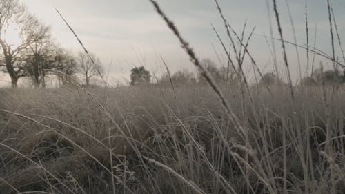 L'herbe Sauvage Meurt En Raison Du Temps Froid Sévère