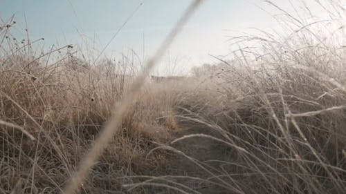 Filmagem De Uma Trilha Estreita Para Caminhada Coberta Por Gramíneas Selvagens Altas