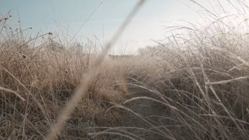 Images D'un Sentier étroit Pour Marcher Couvert De Hautes Herbes Sauvages