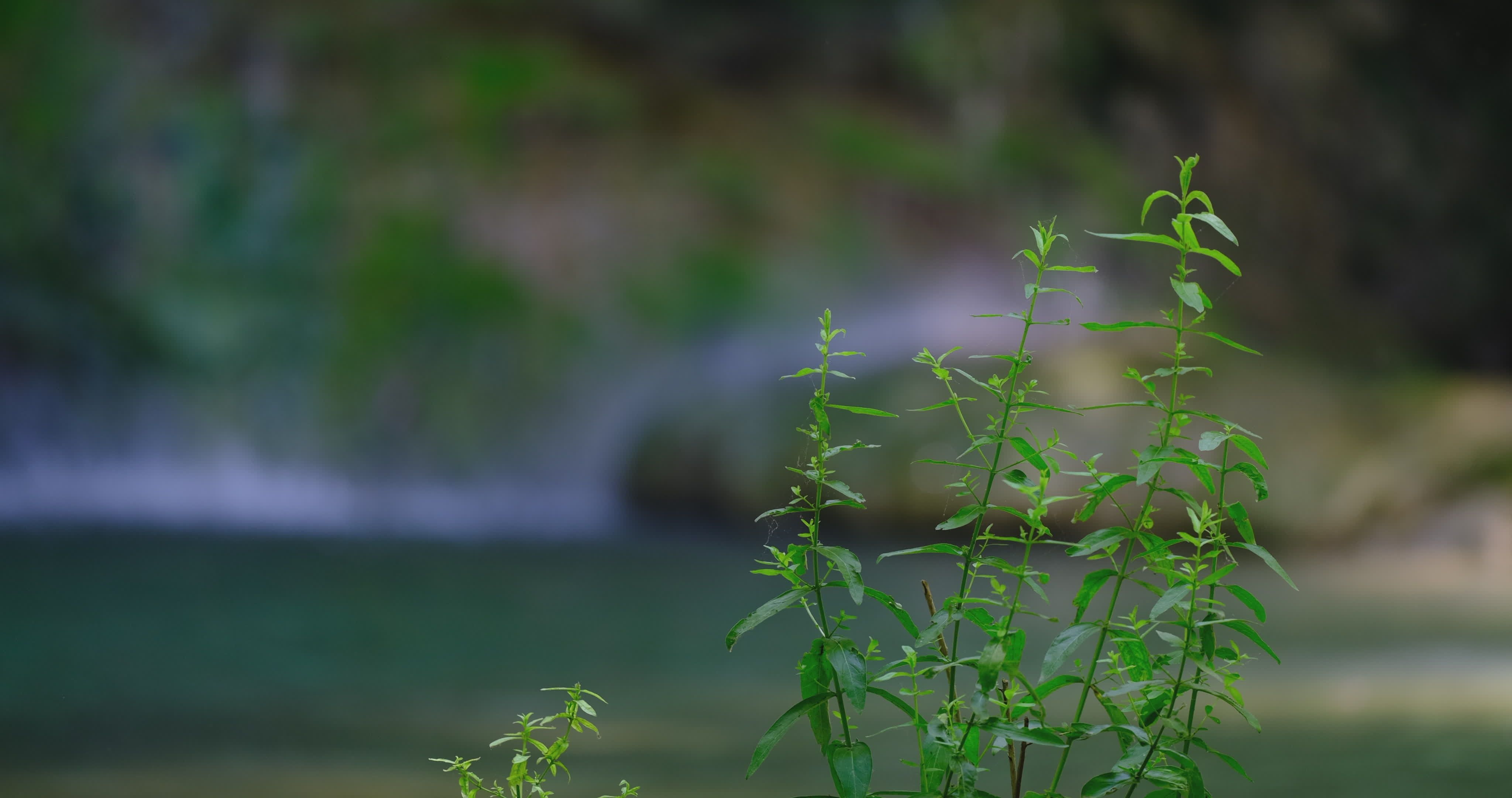 Video by Engin Akyurt